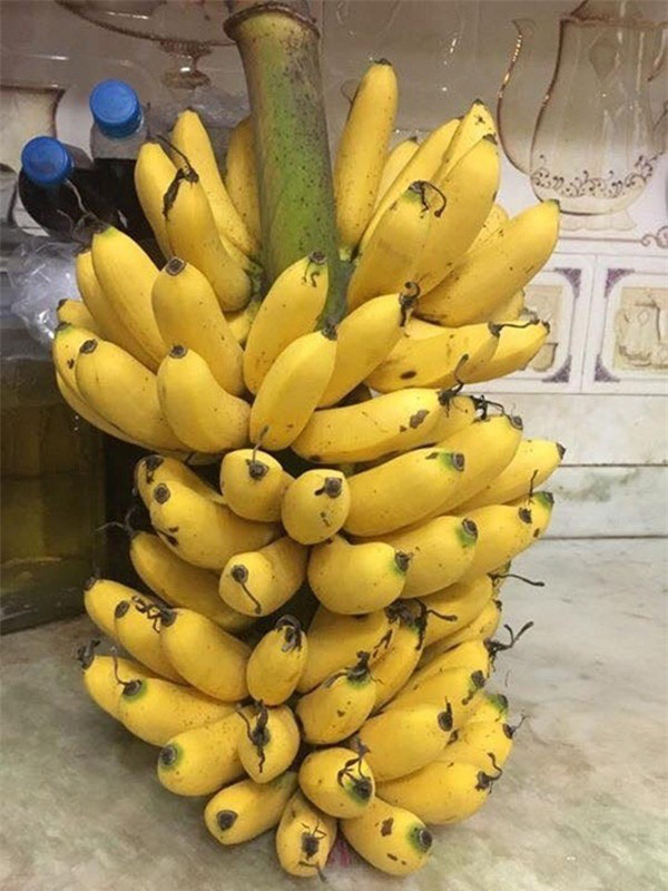 Phân biệt chuối chín tự nhiên hay chín ép cực kỳ đơn giản