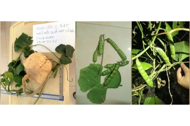 Ngộ độc nặng do ăn hạt của cây củ đậu, loại củ quen thuộc, ăn giải nhiệt